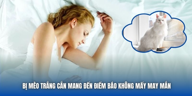 Bị mèo trắng cắn mang đến điềm báo không mấy may mắn