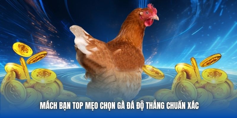 Mách bạn top mẹo chọn gà đá độ thắng chuẩn xác