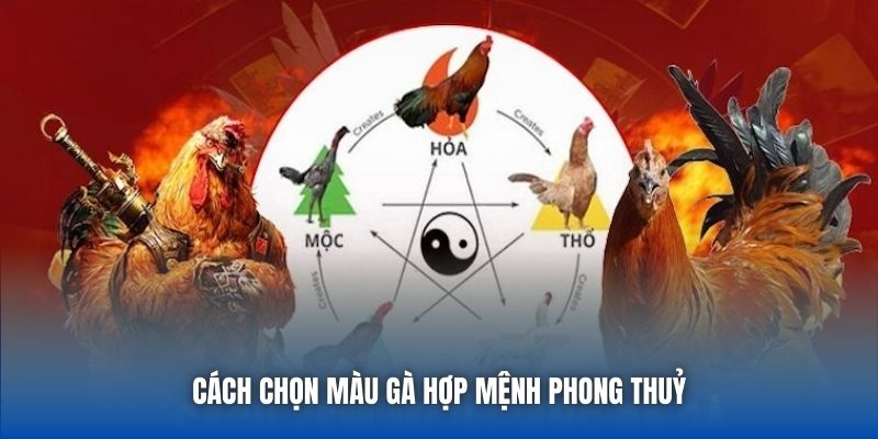 Cách chọn màu gà hợp mệnh phong thuỷ