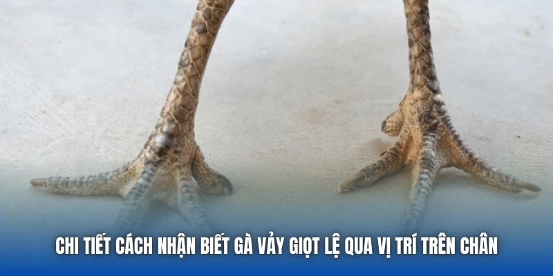 Chi tiết cách nhận biết gà vảy Giọt Lệ qua vị trí trên chân
