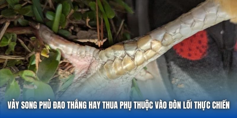Vảy Song Phủ Đao thắng hay thua phụ thuộc vào đòn lối thực chiến